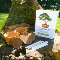 Grow Your Own Bonsai Tree